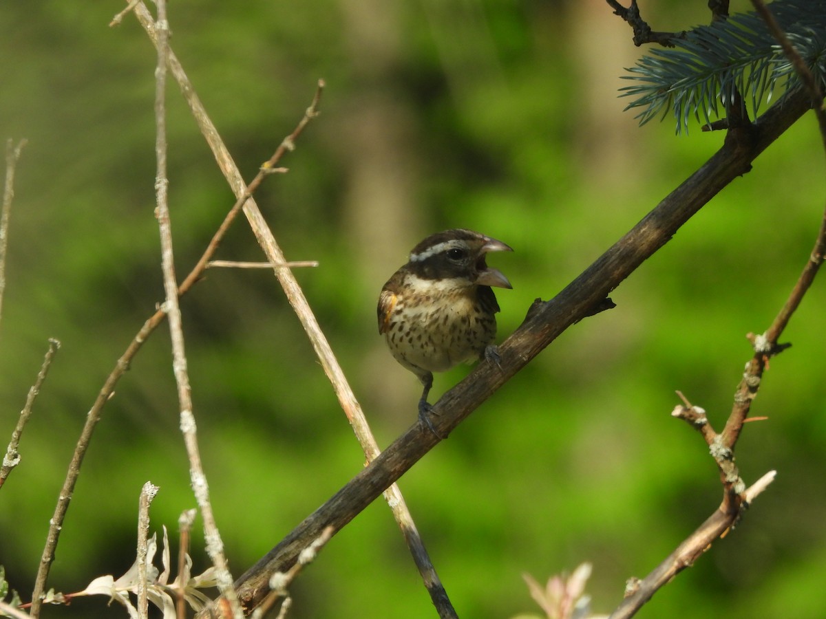 Rose-breasted Grosbeak - ML620651234