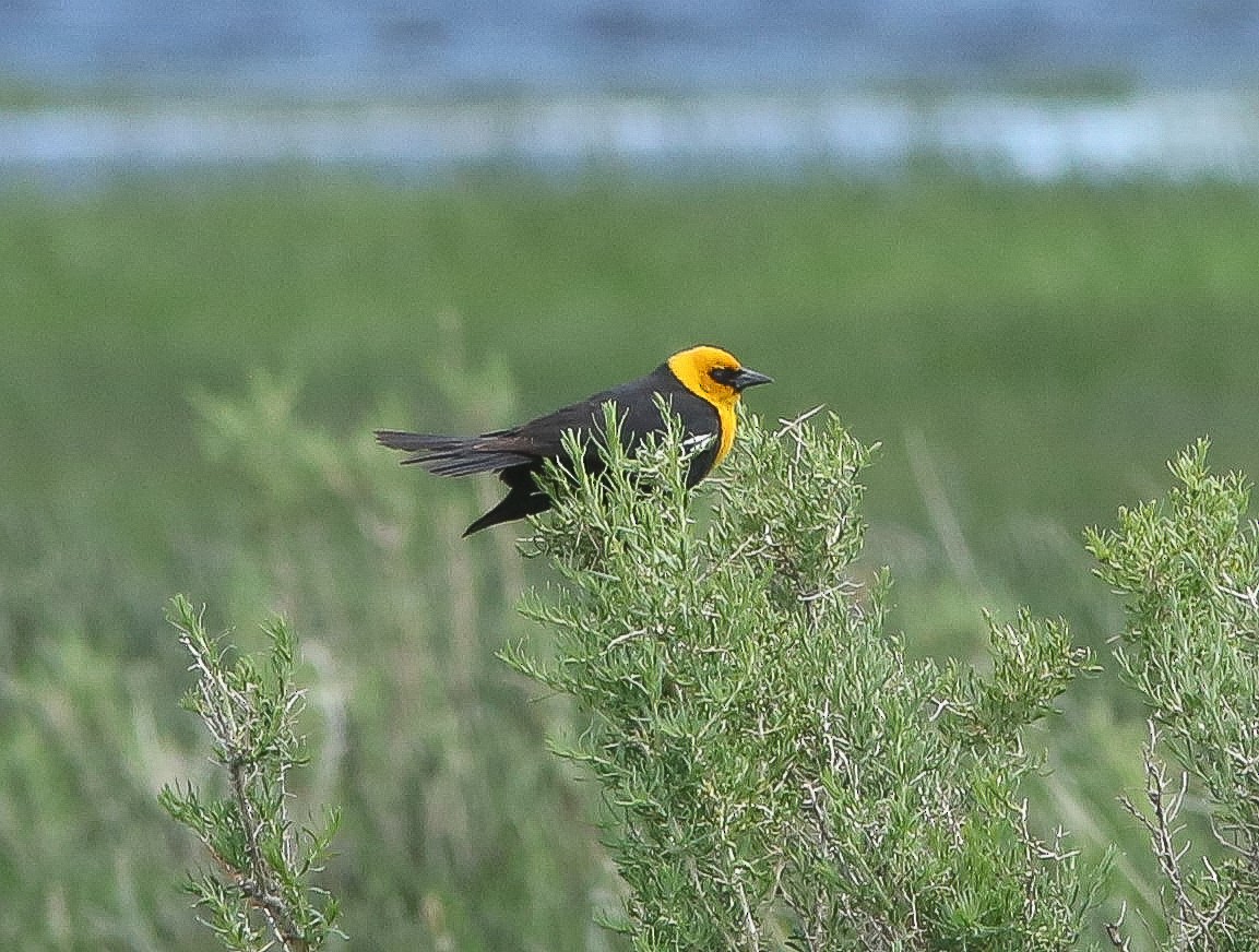 Yellow-headed Blackbird - ML620651240
