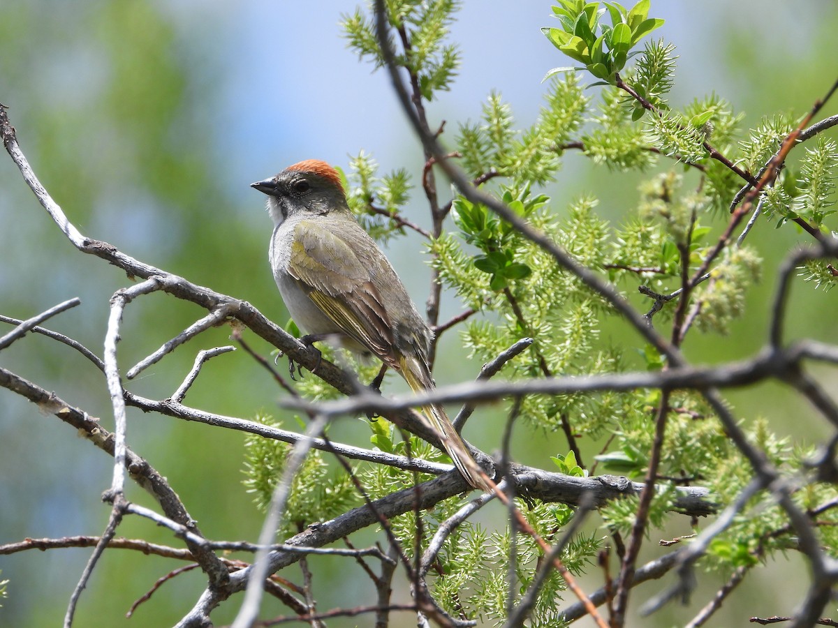 Green-tailed Towhee - ML620651241