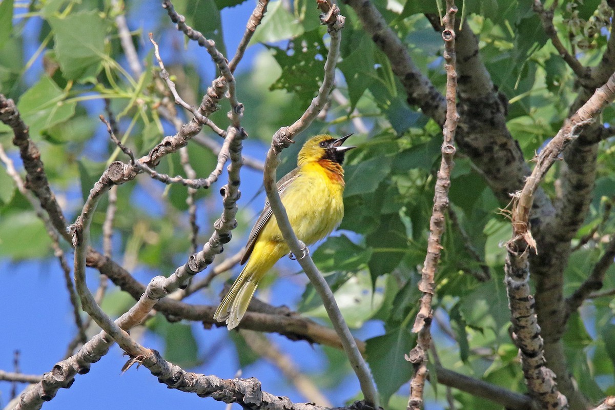 Orchard Oriole - ML620651244