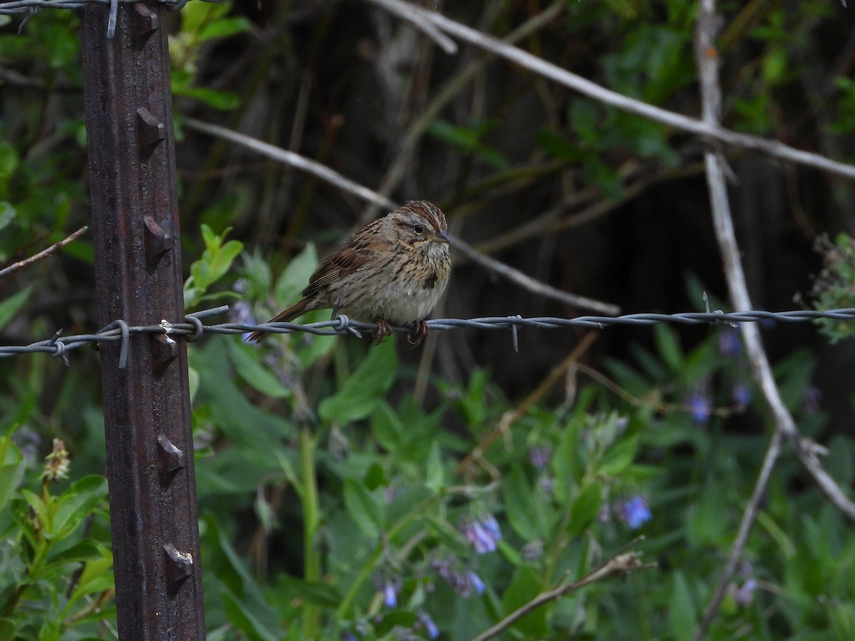 Lincoln's Sparrow - ML620651250