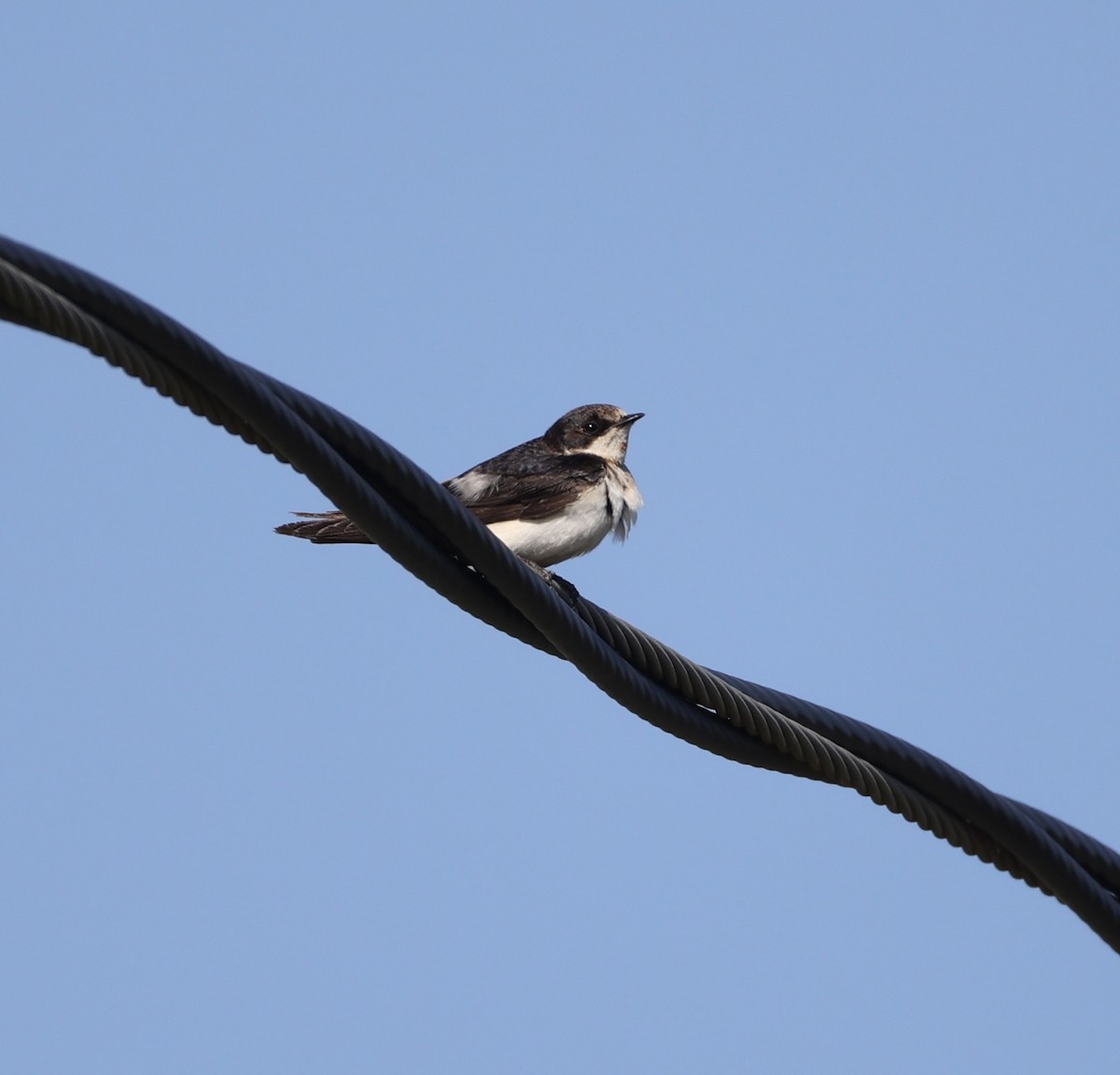 Bank Swallow - ML620651251