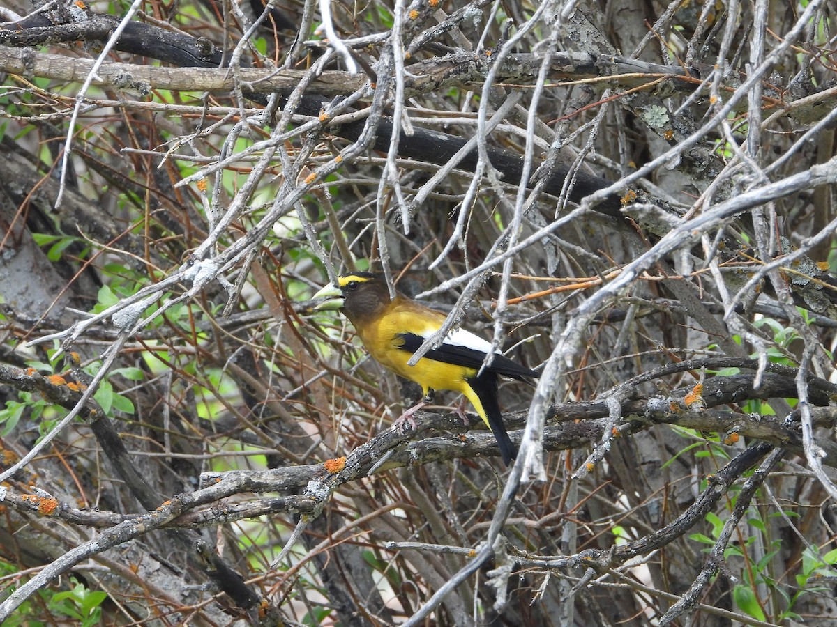 Evening Grosbeak - ML620651256