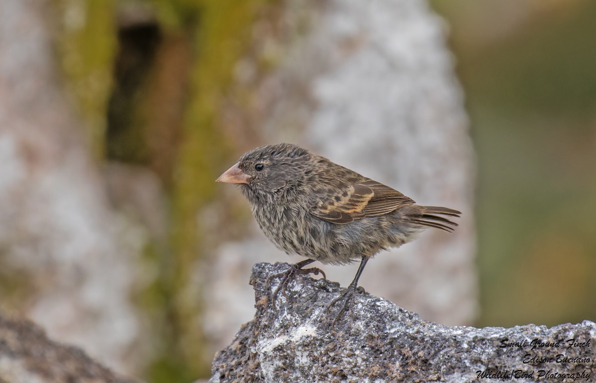 Pinzón de Darwin Fuliginoso - ML620651260