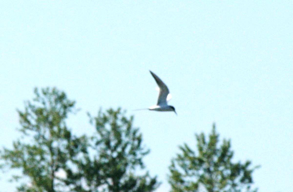 Common Tern - ML620651262