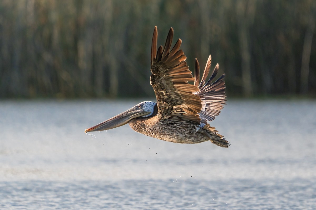 Brown Pelican - ML620651263