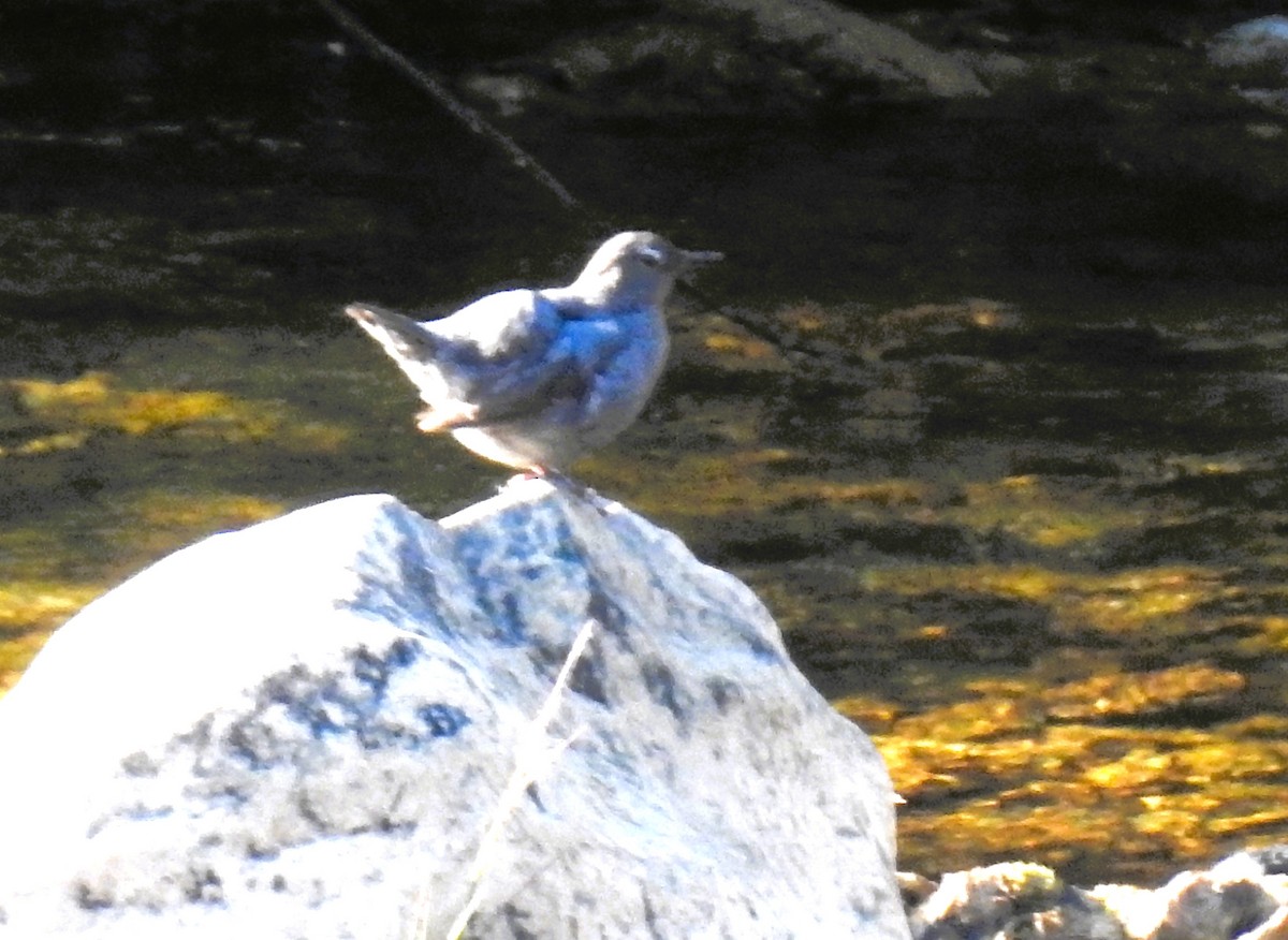 American Dipper - ML620651265