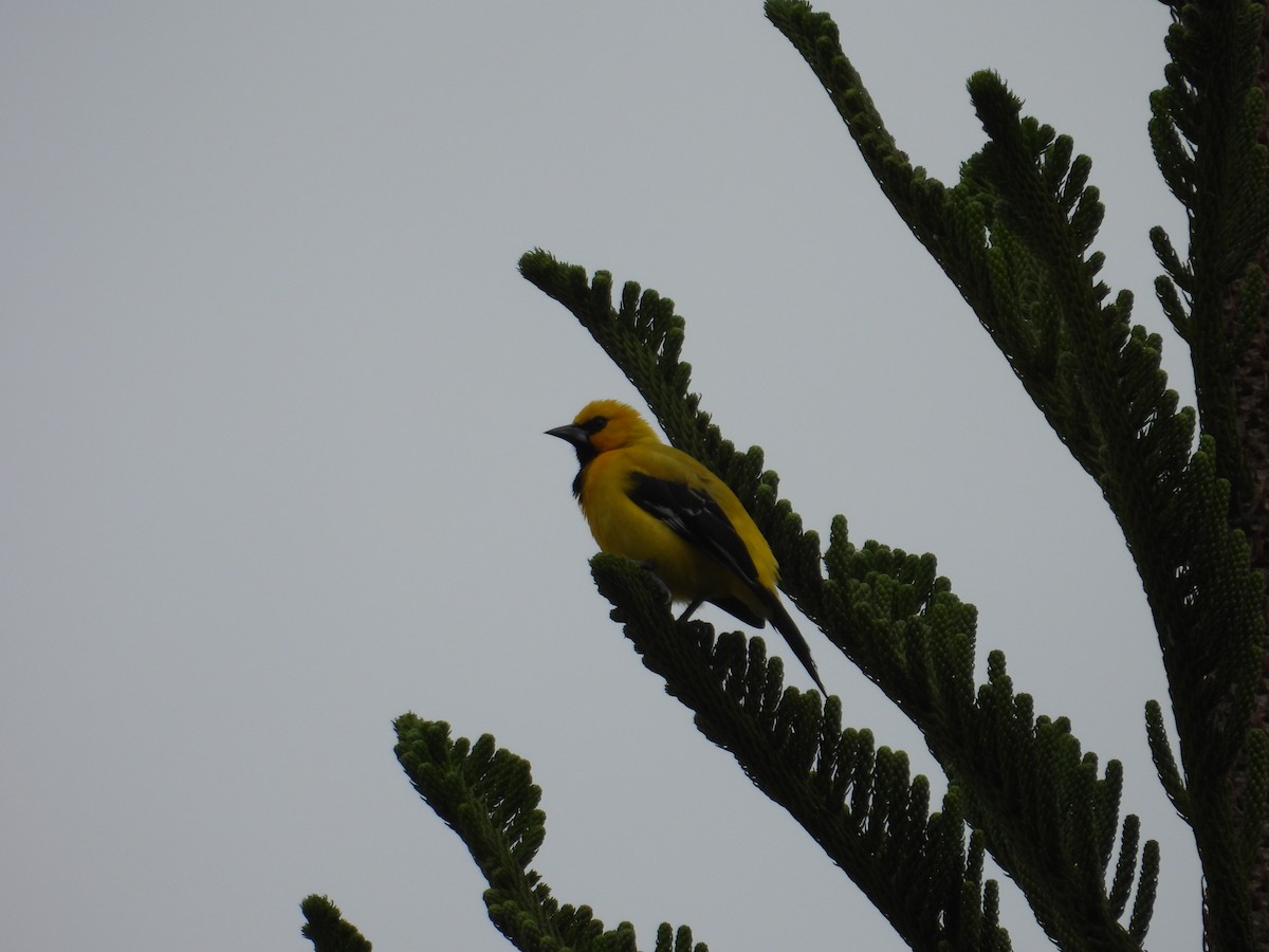 Yellow Oriole - ML620651266