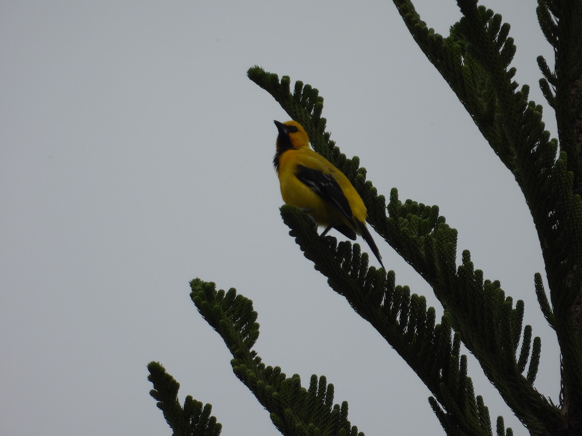 Yellow Oriole - ML620651267