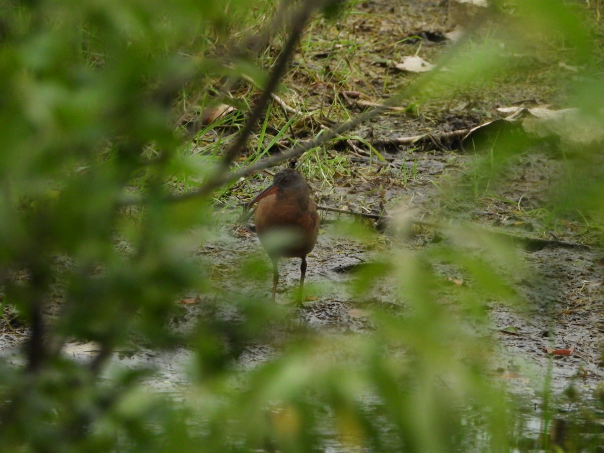 Virginia Rail - ML620651272