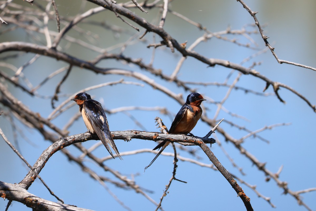 Barn Swallow - ML620651274