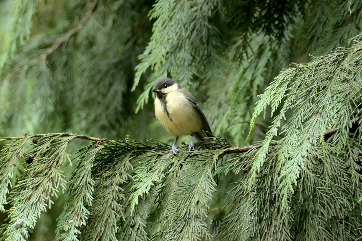 Great Tit - ML620651275