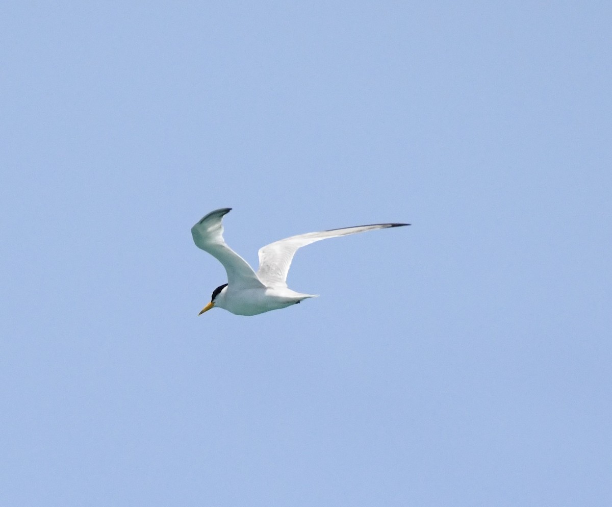 Least Tern - ML620651284