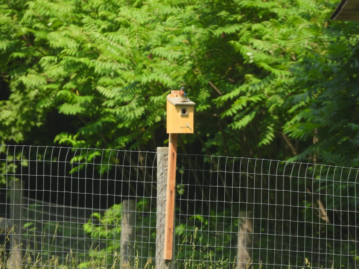 Eastern Bluebird - ML620651288