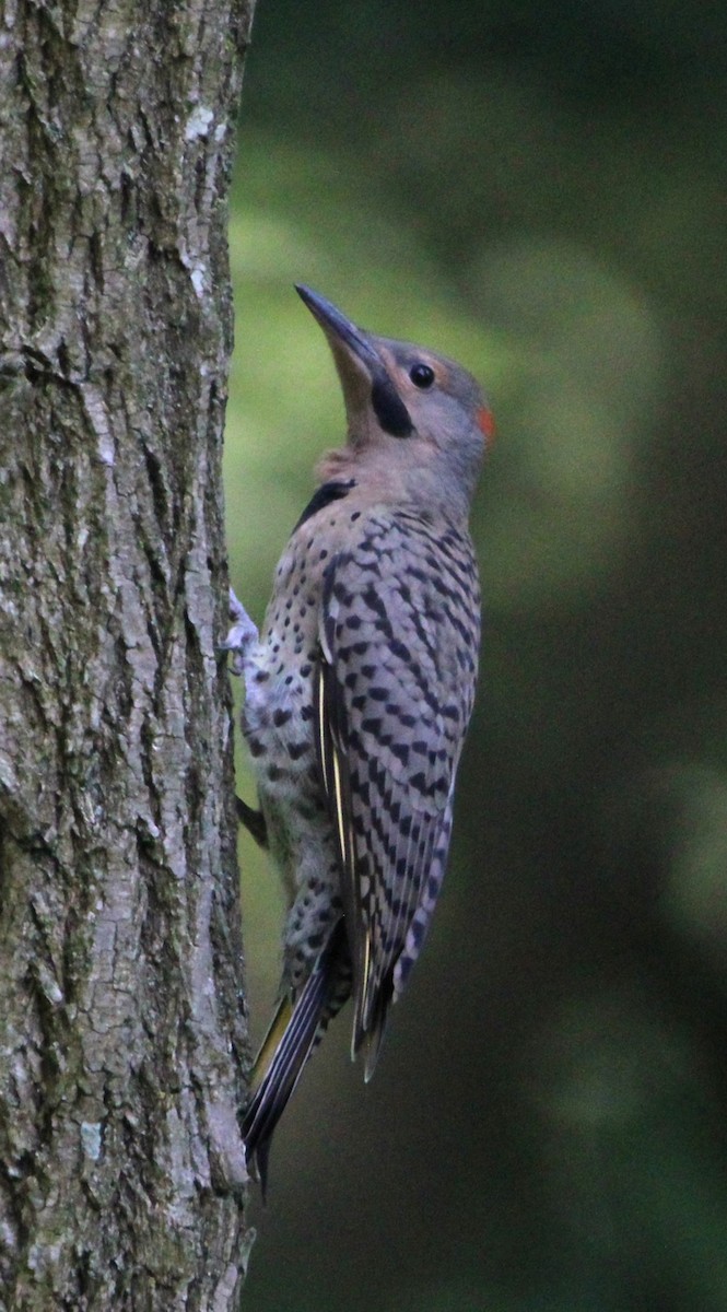 Northern Flicker - NE Ohio Duck Tracker - JUDY   ( ')>