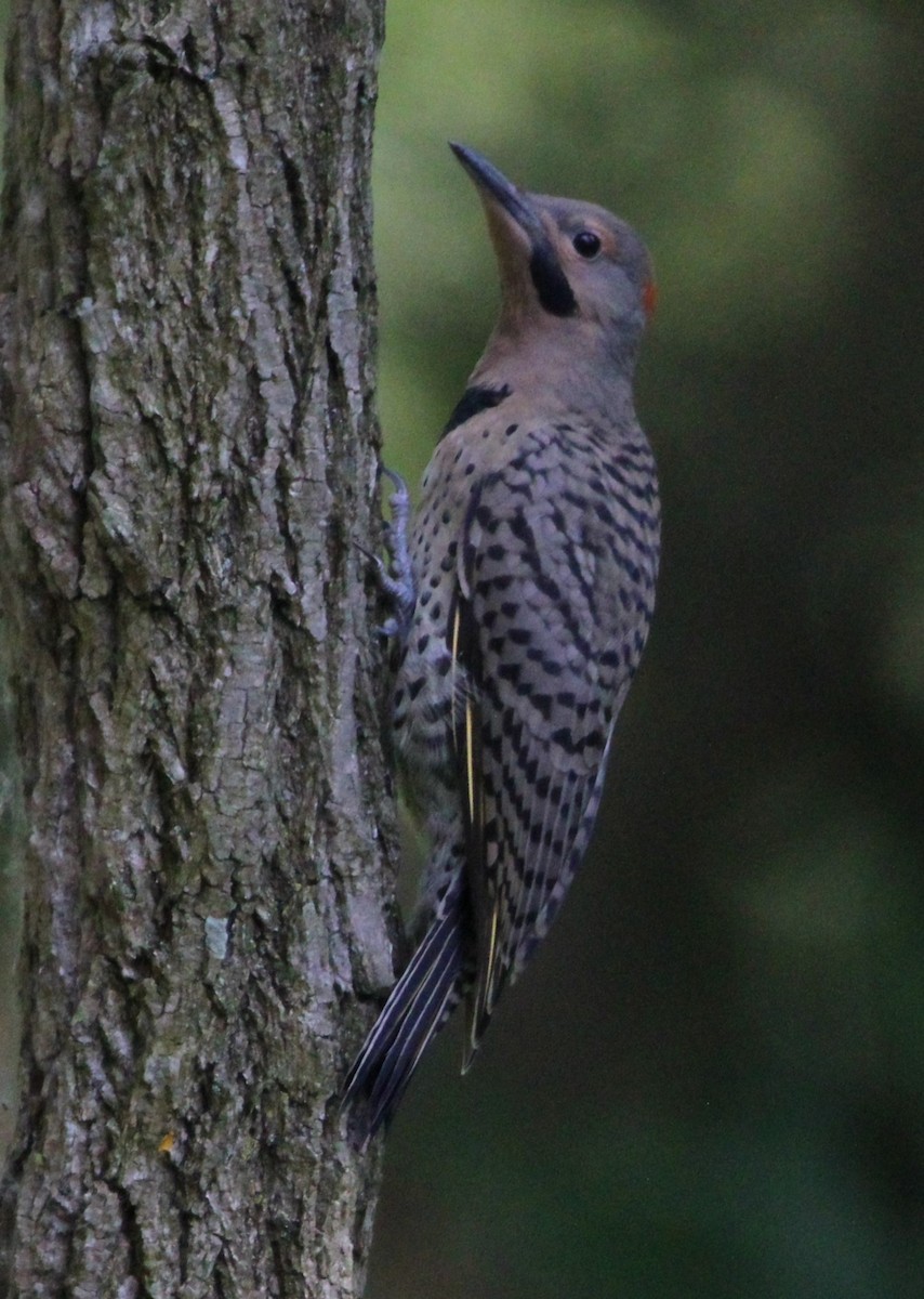 Northern Flicker - ML620651298