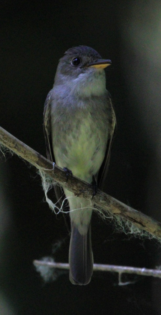 Eastern Wood-Pewee - ML620651306