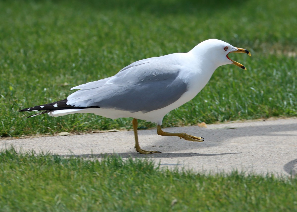 Ring-billed Gull - ML620651307