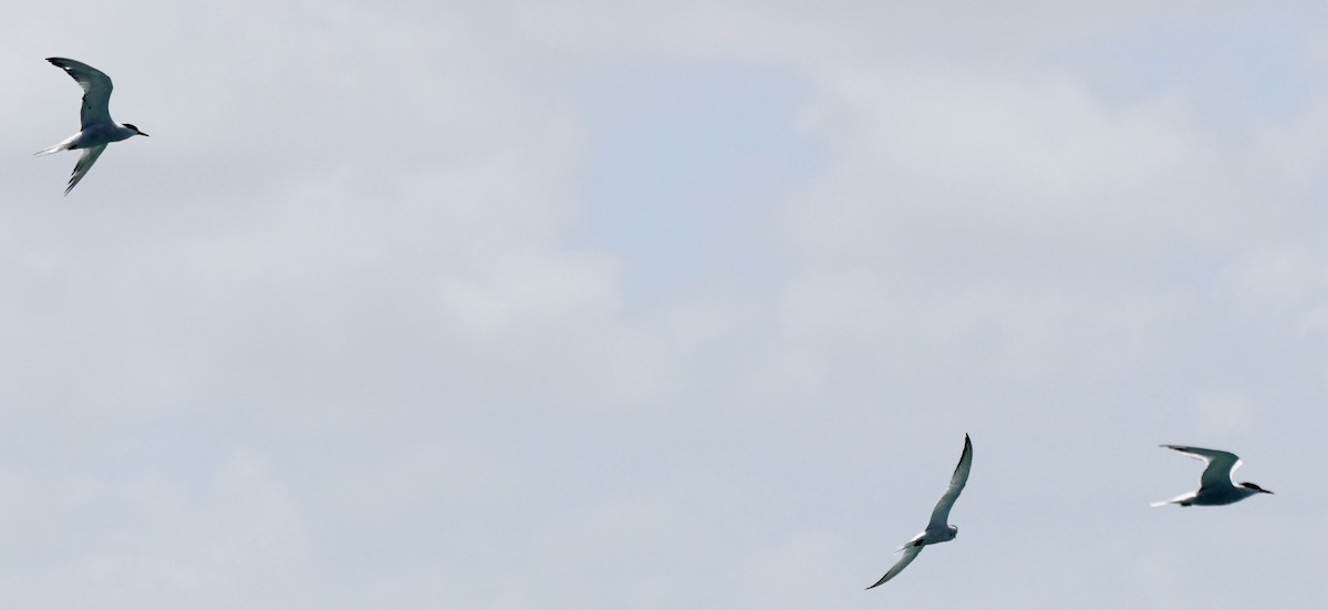 Common Tern - ML620651311