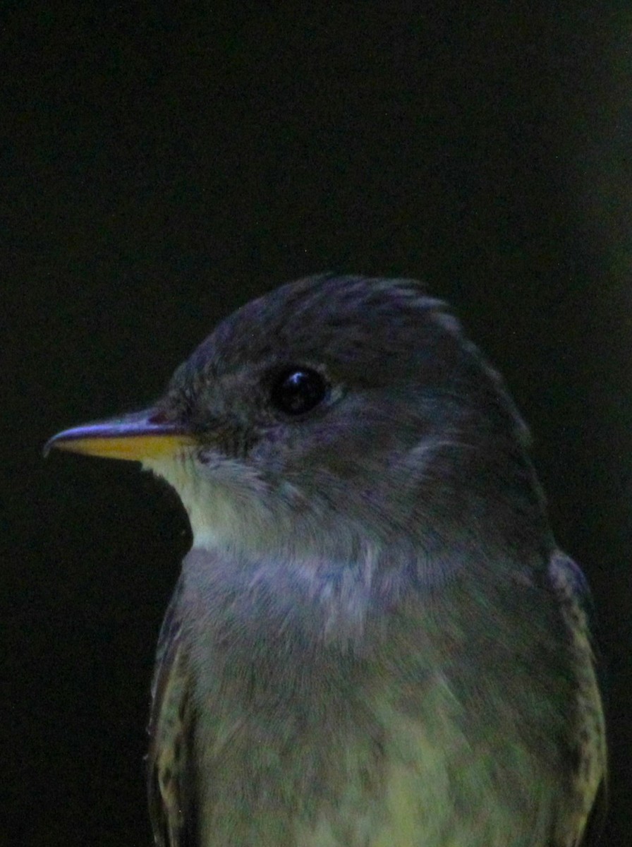 Eastern Wood-Pewee - ML620651318