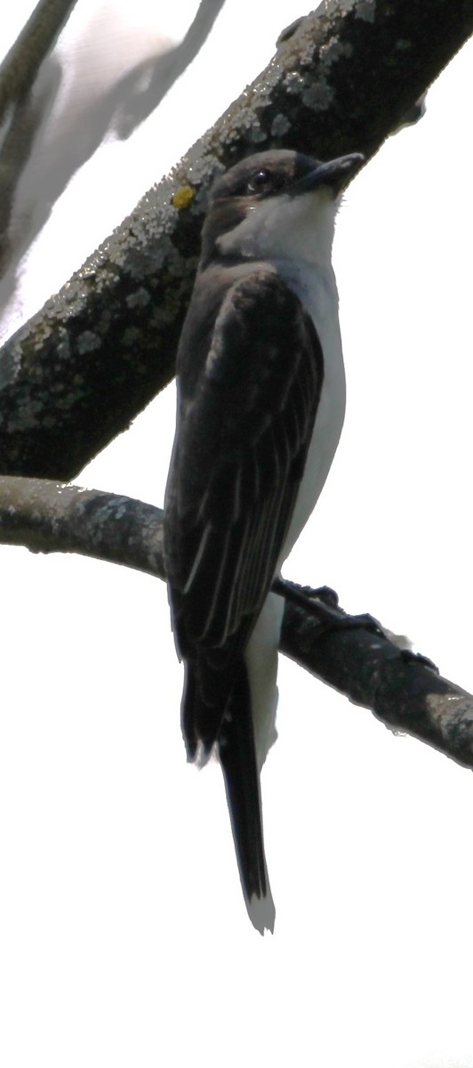 Eastern Kingbird - ML620651320