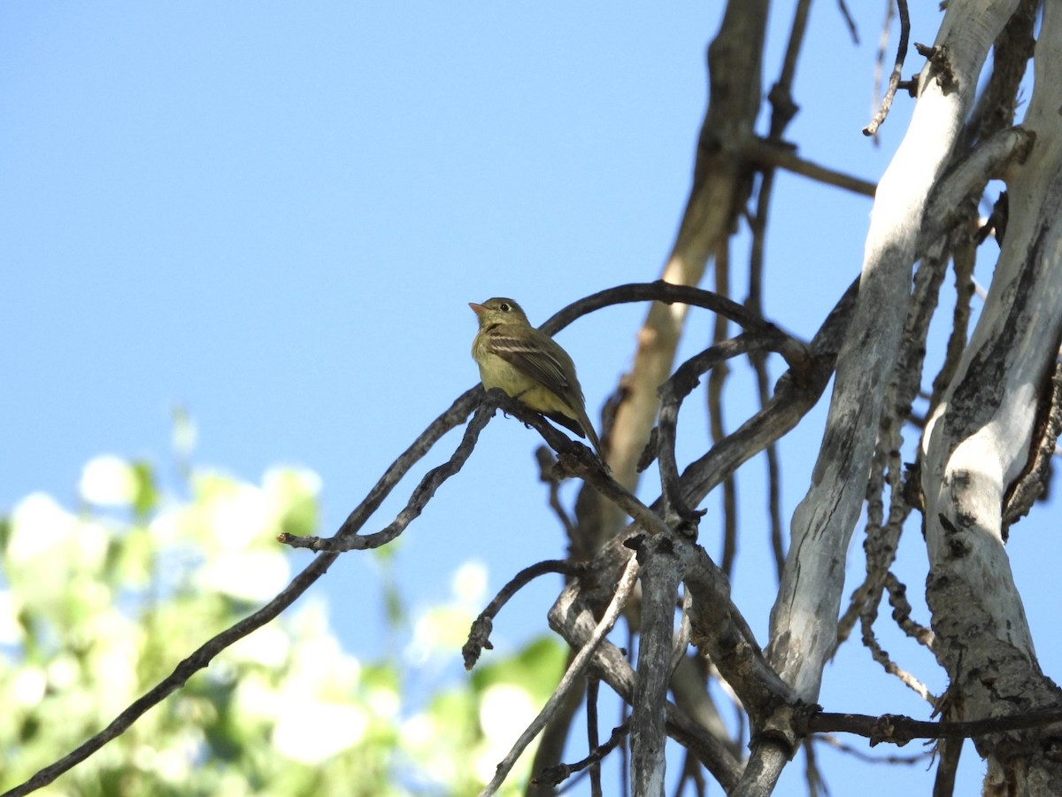 Western Flycatcher - ML620651323