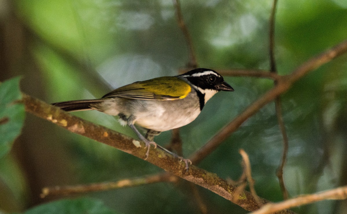 Pectoral Sparrow - ML620651335