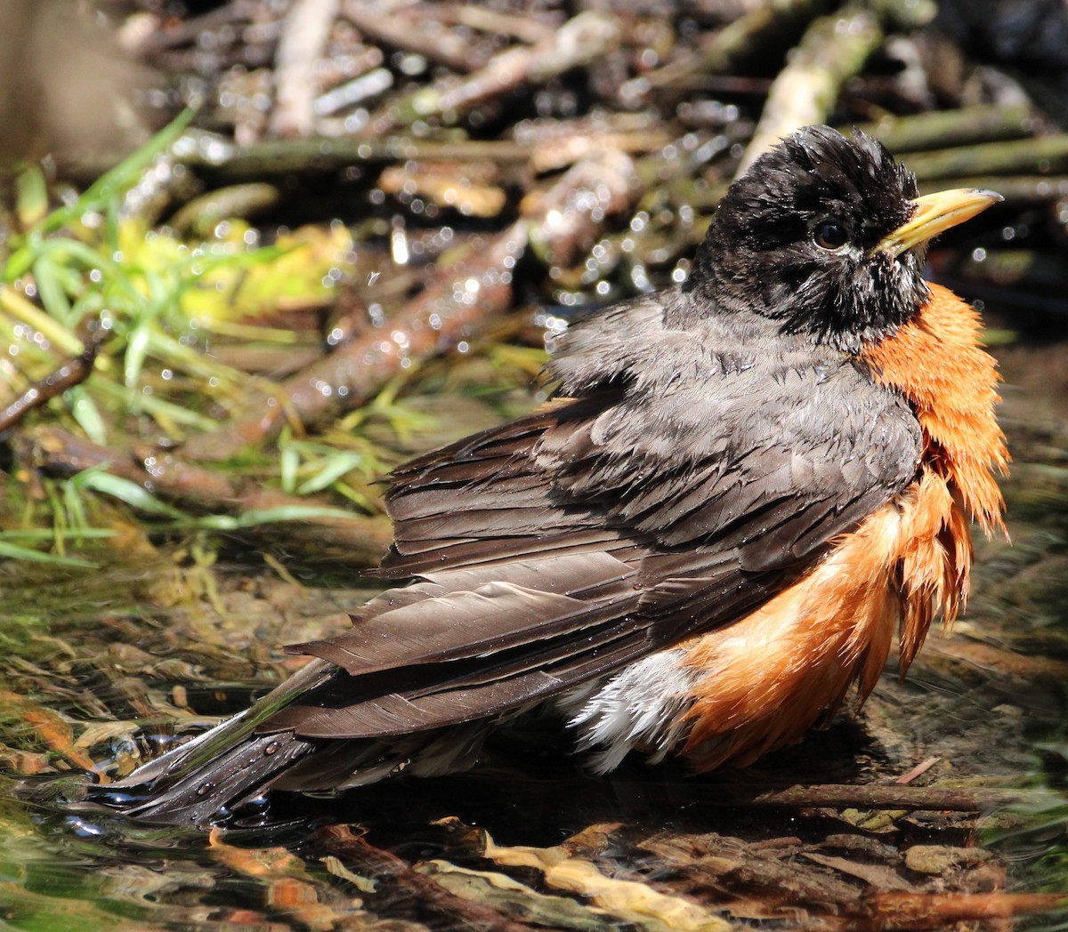 American Robin - ML620651342