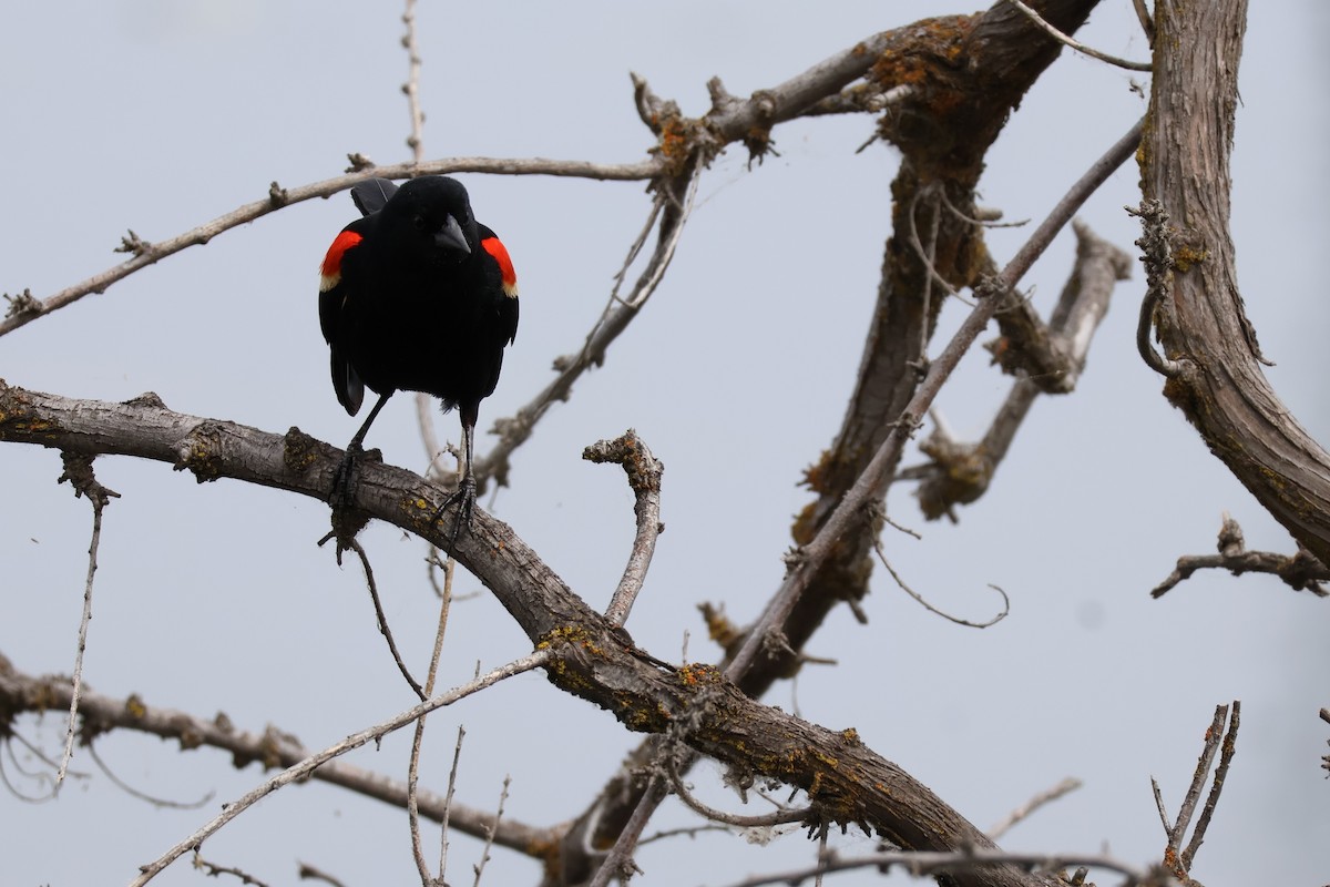 Red-winged Blackbird - ML620651353