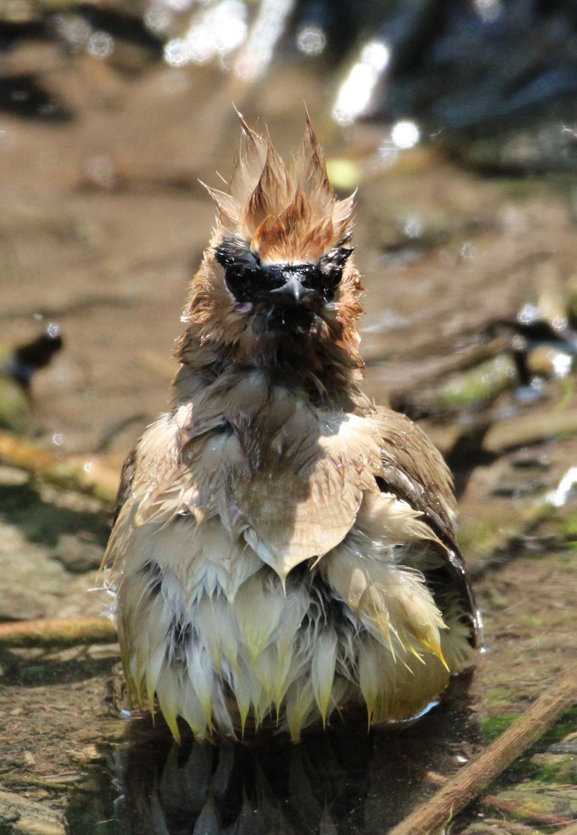 Cedar Waxwing - NE Ohio Duck Tracker - JUDY   ( ')>