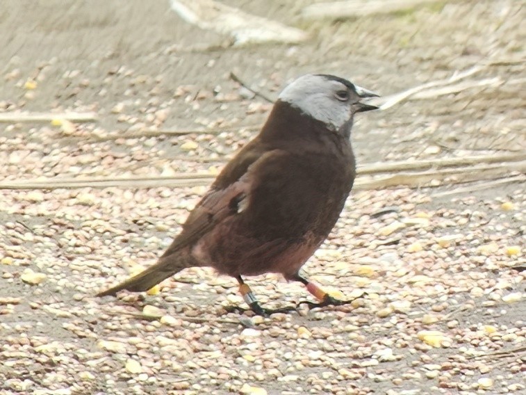 Gray-crowned Rosy-Finch (Pribilof Is.) - ML620651355