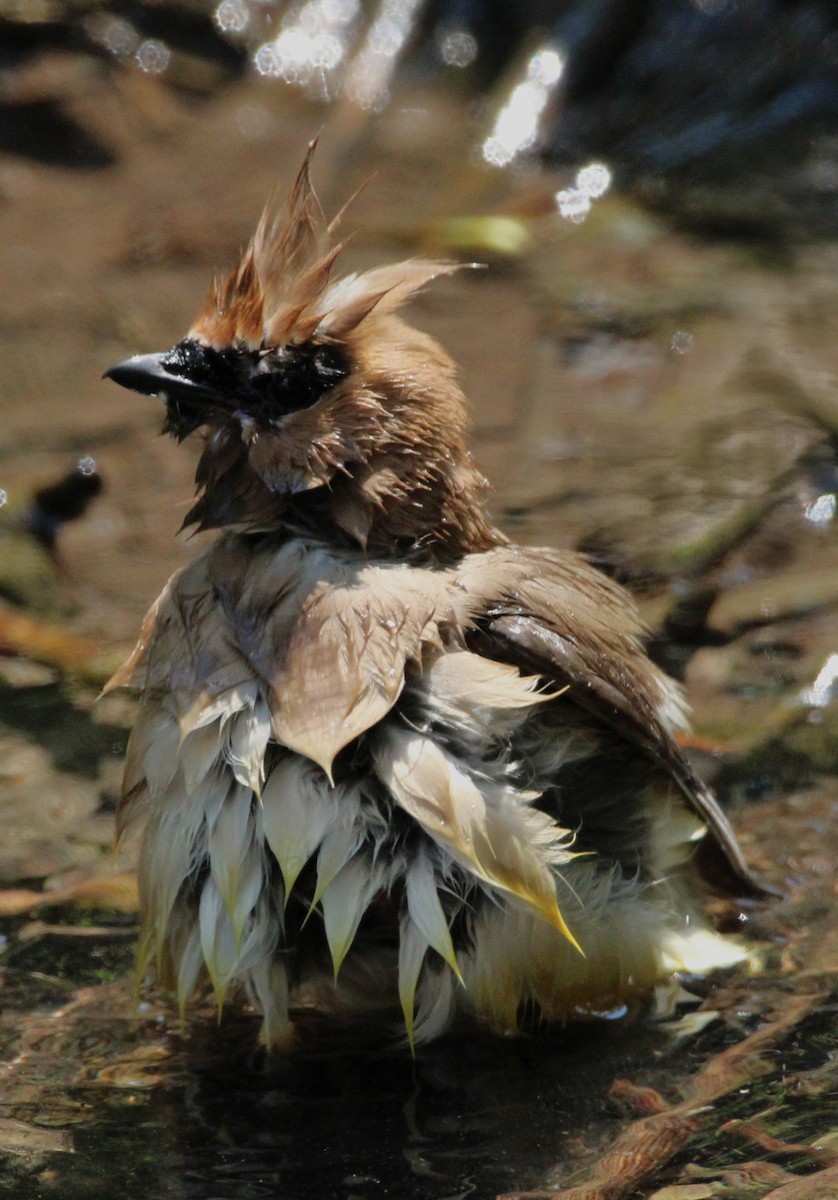 Cedar Waxwing - ML620651357