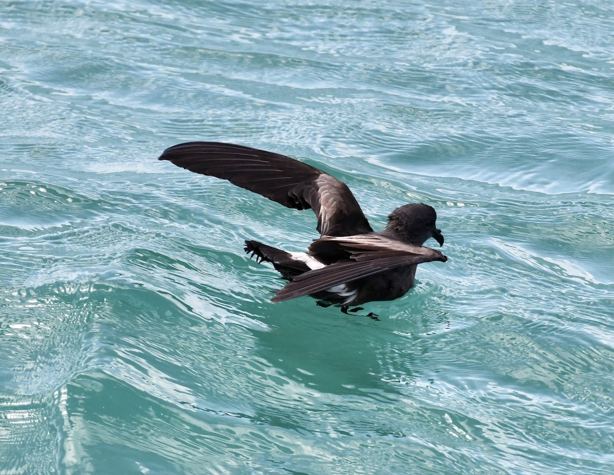 Leach's Storm-Petrel - ML620651362