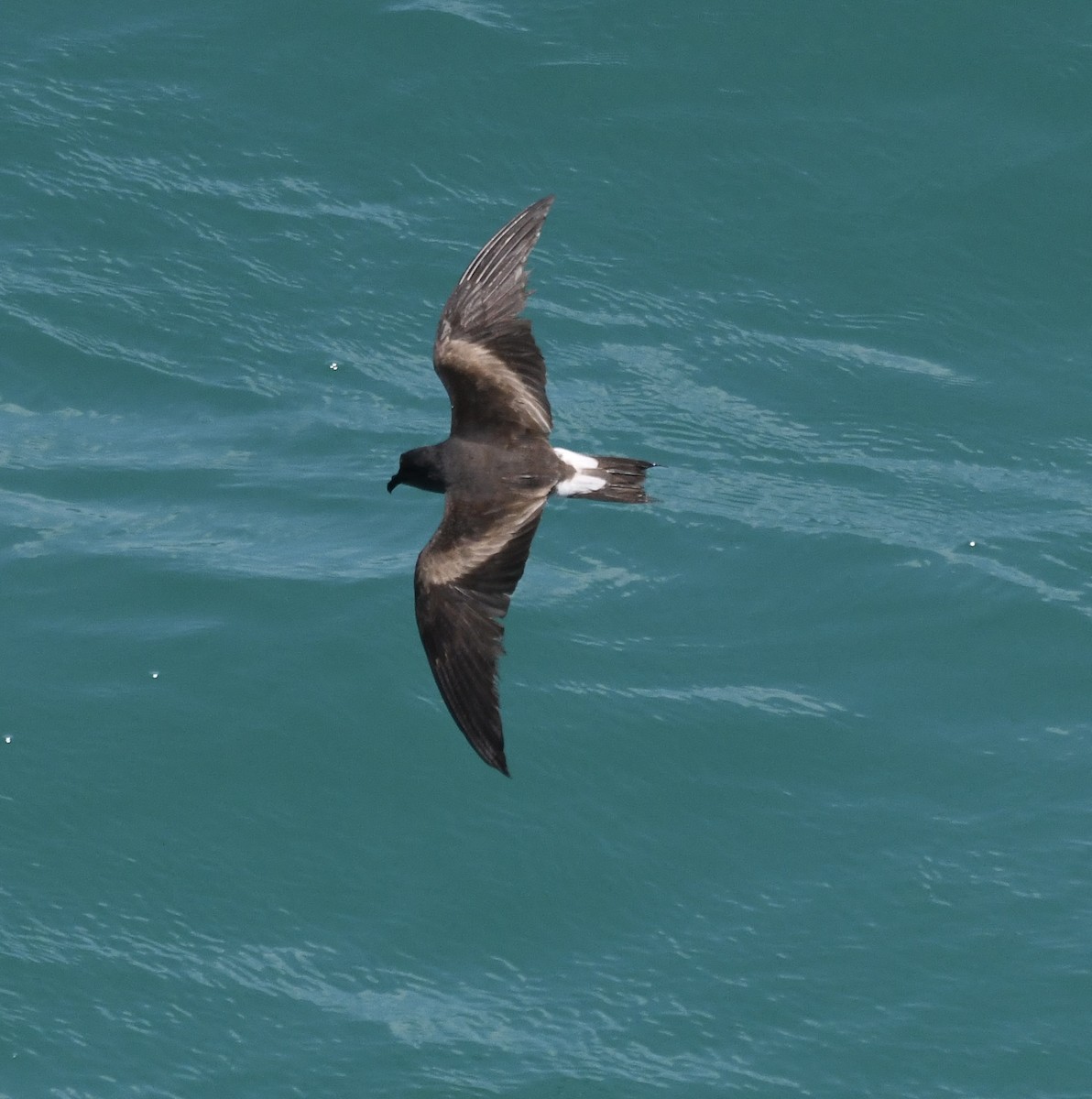 Leach's Storm-Petrel - ML620651365