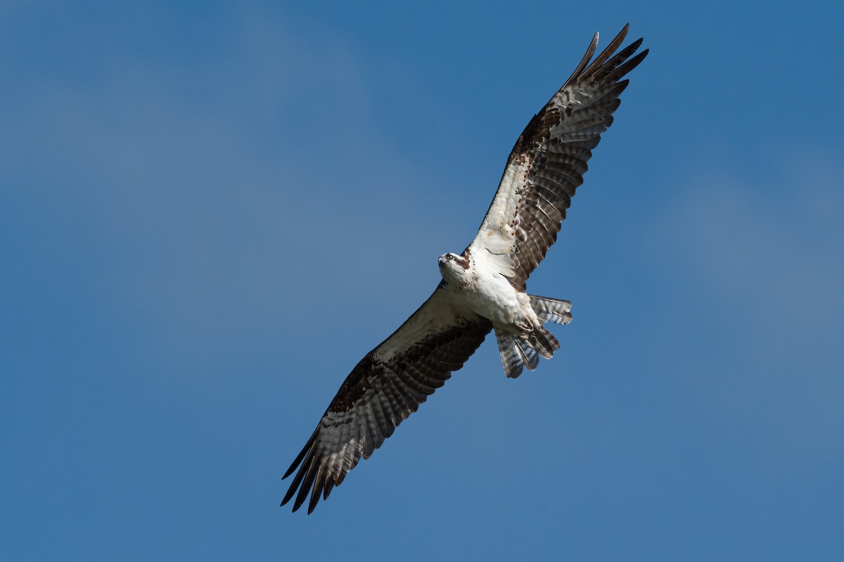 Balbuzard pêcheur - ML620651370