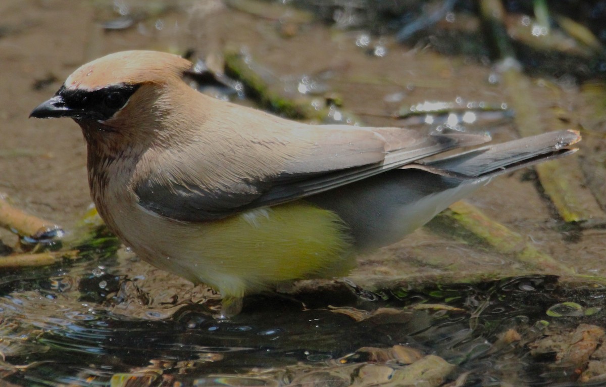 Cedar Waxwing - ML620651380