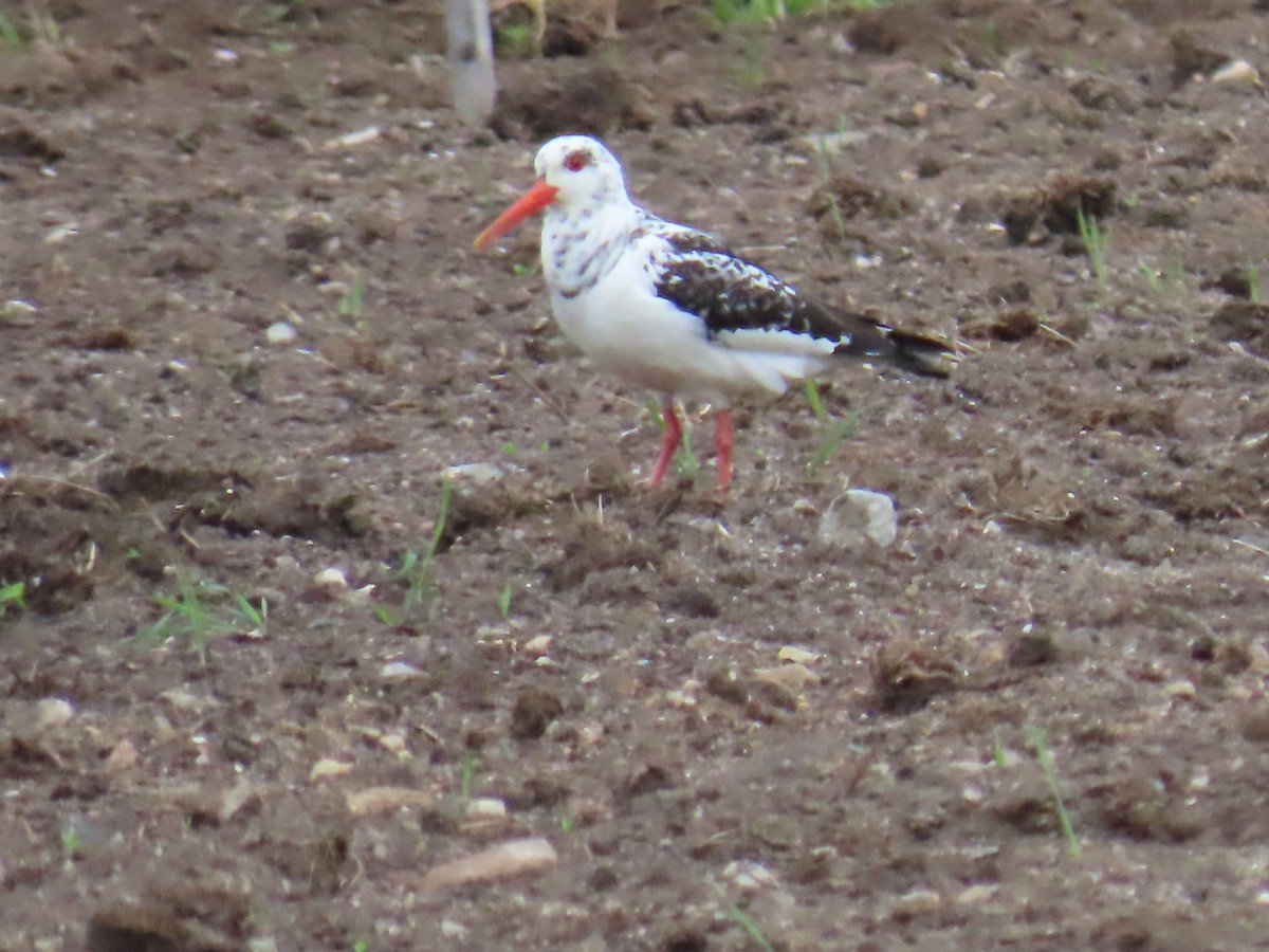 Eurasian Oystercatcher - ML620651381