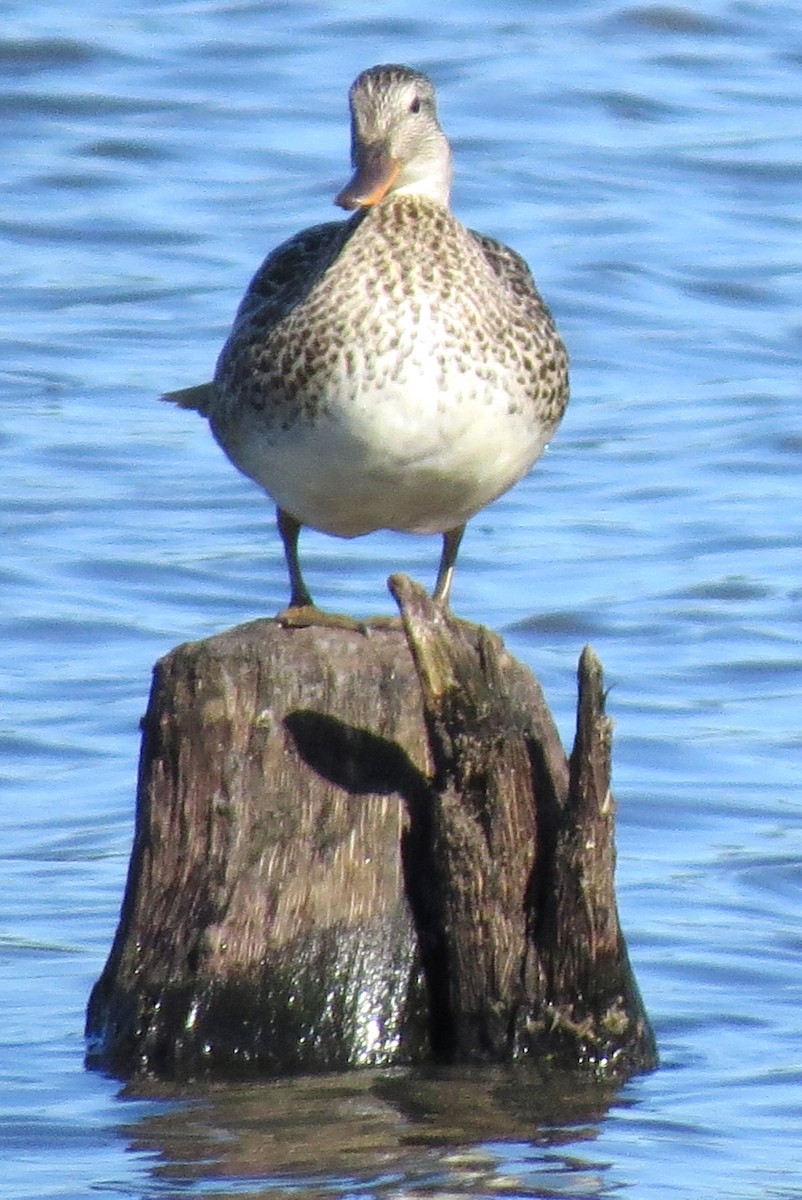 Gadwall - ML620651383