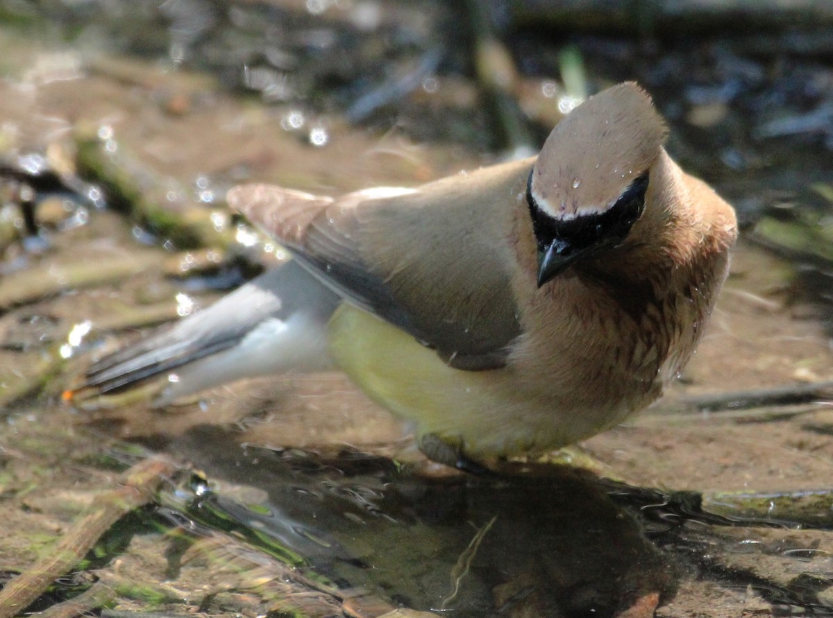 Cedar Waxwing - ML620651384