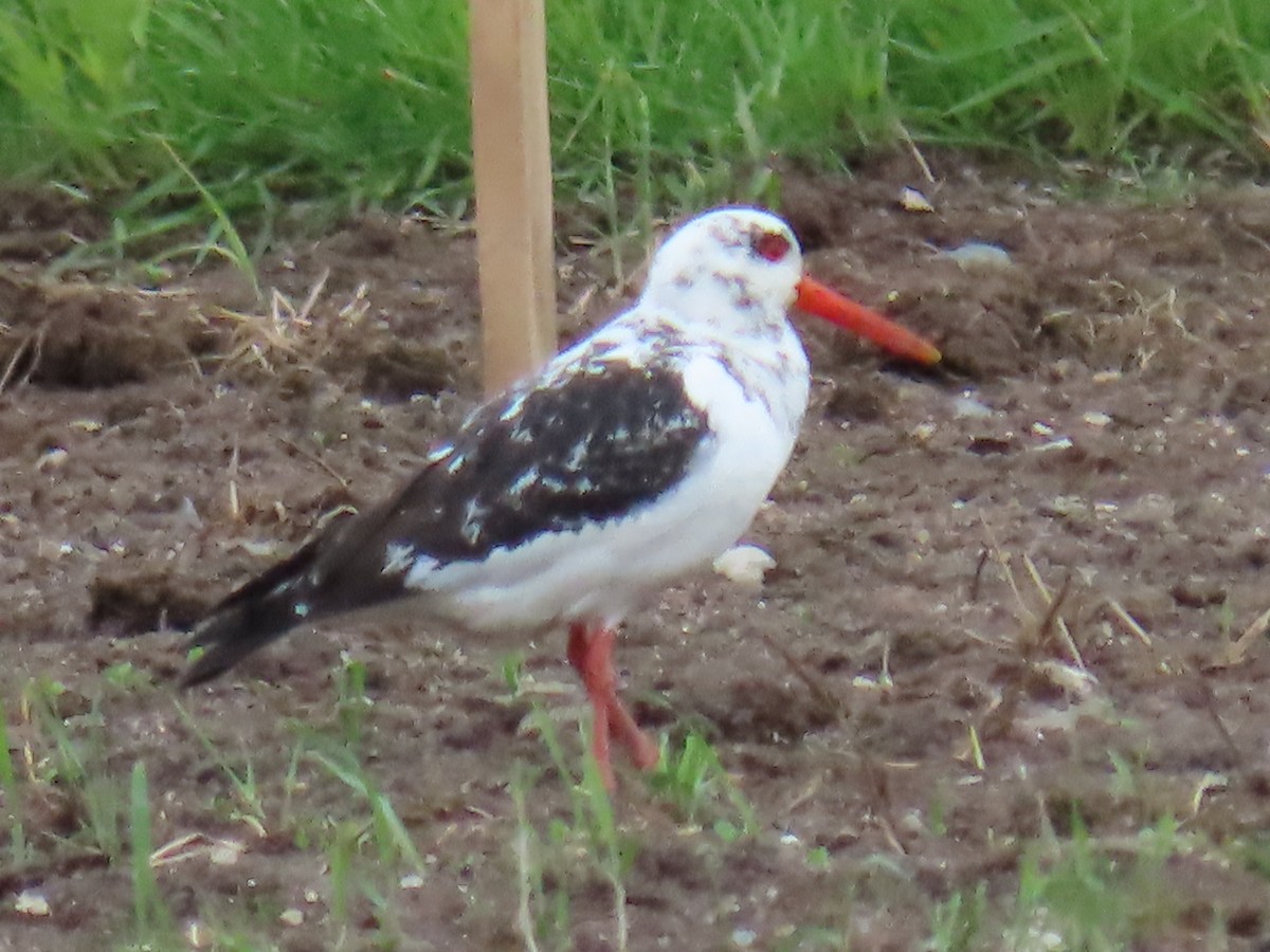 Eurasian Oystercatcher - ML620651385