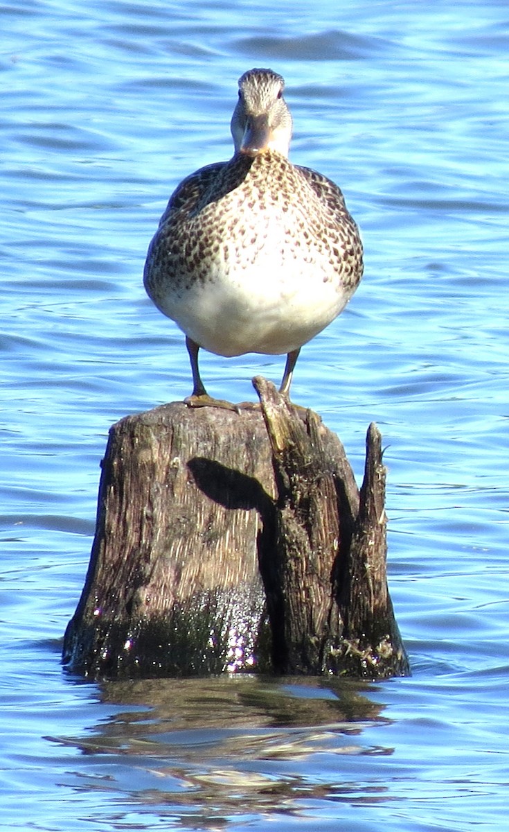 Gadwall - ML620651387