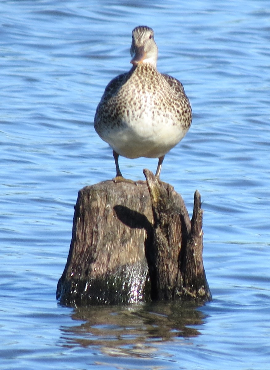 Canard chipeau - ML620651389