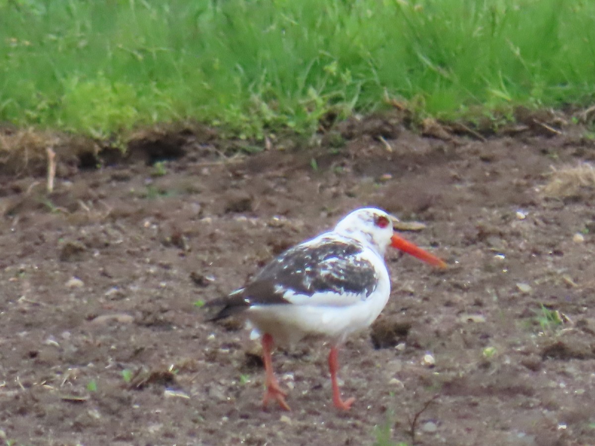 Eurasian Oystercatcher - ML620651391