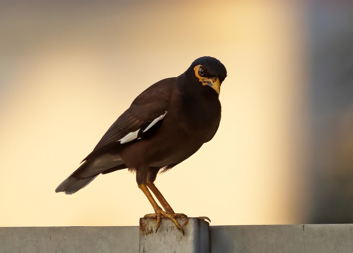 Common Myna - ML620651393