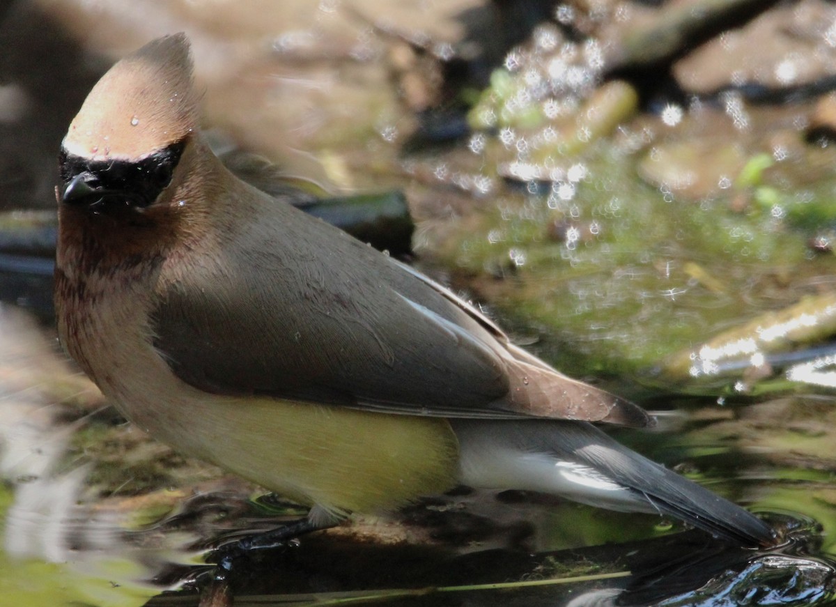 Cedar Waxwing - ML620651394