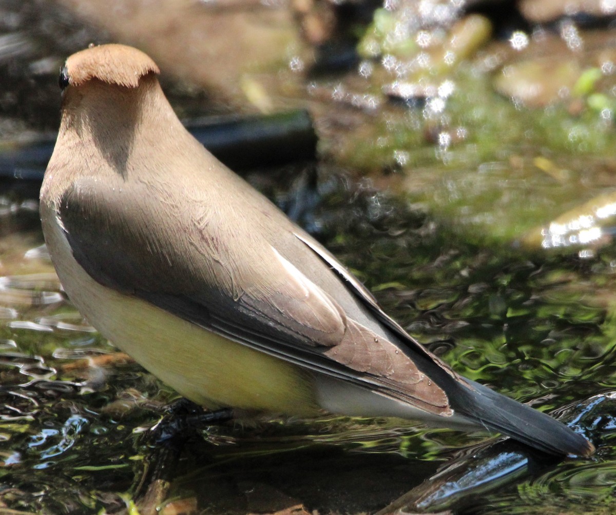 Cedar Waxwing - ML620651396