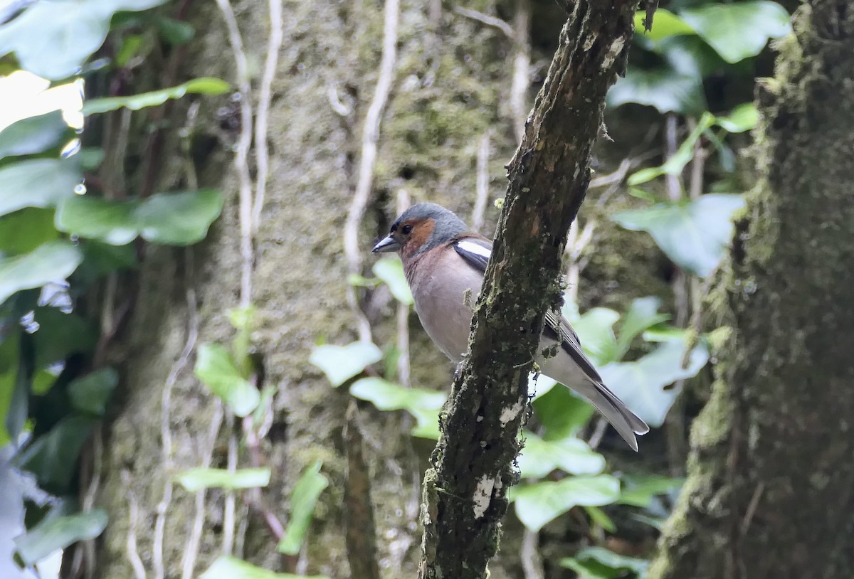 Common Chaffinch - ML620651399