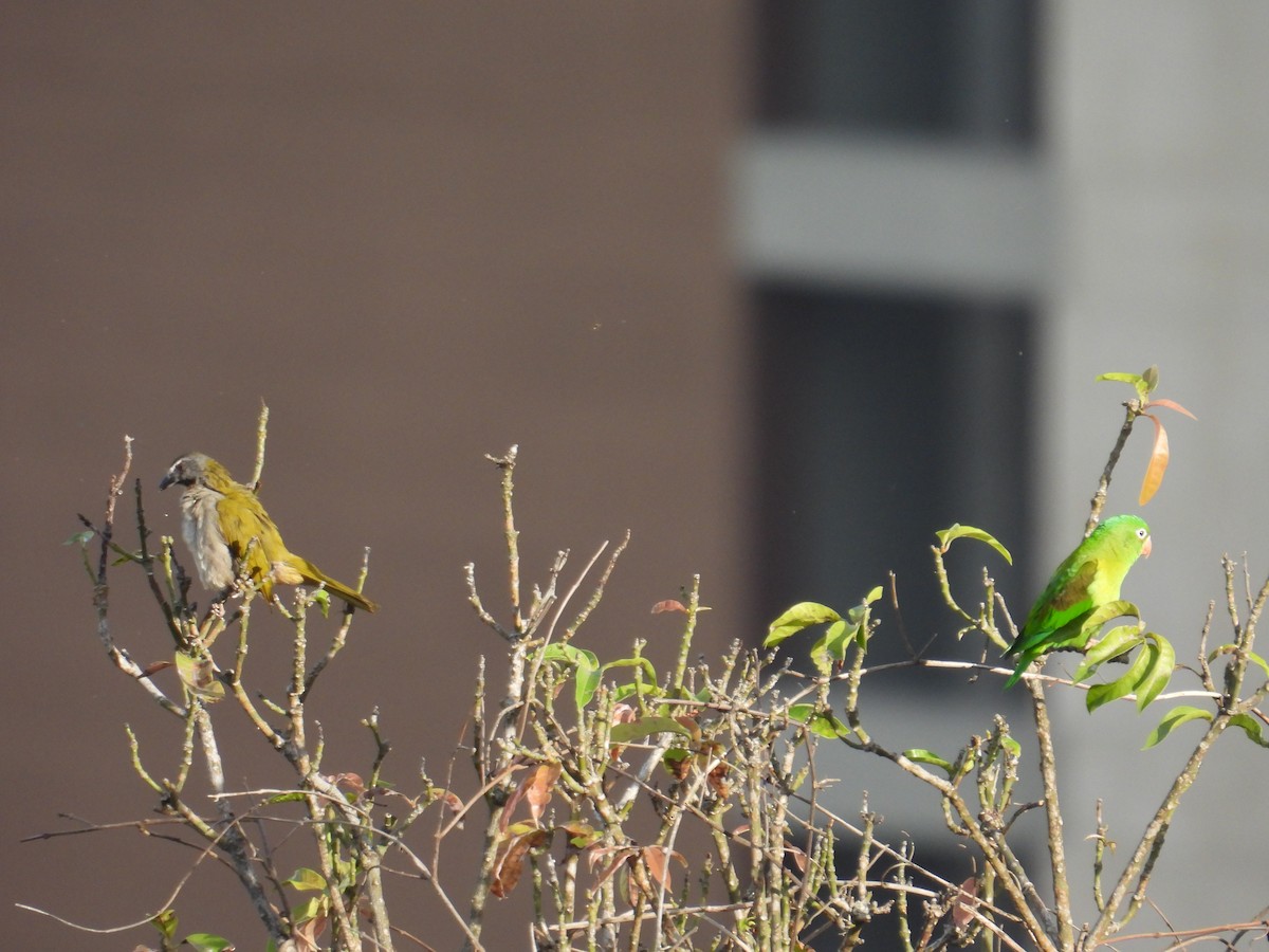 Orange-chinned Parakeet - ML620651402