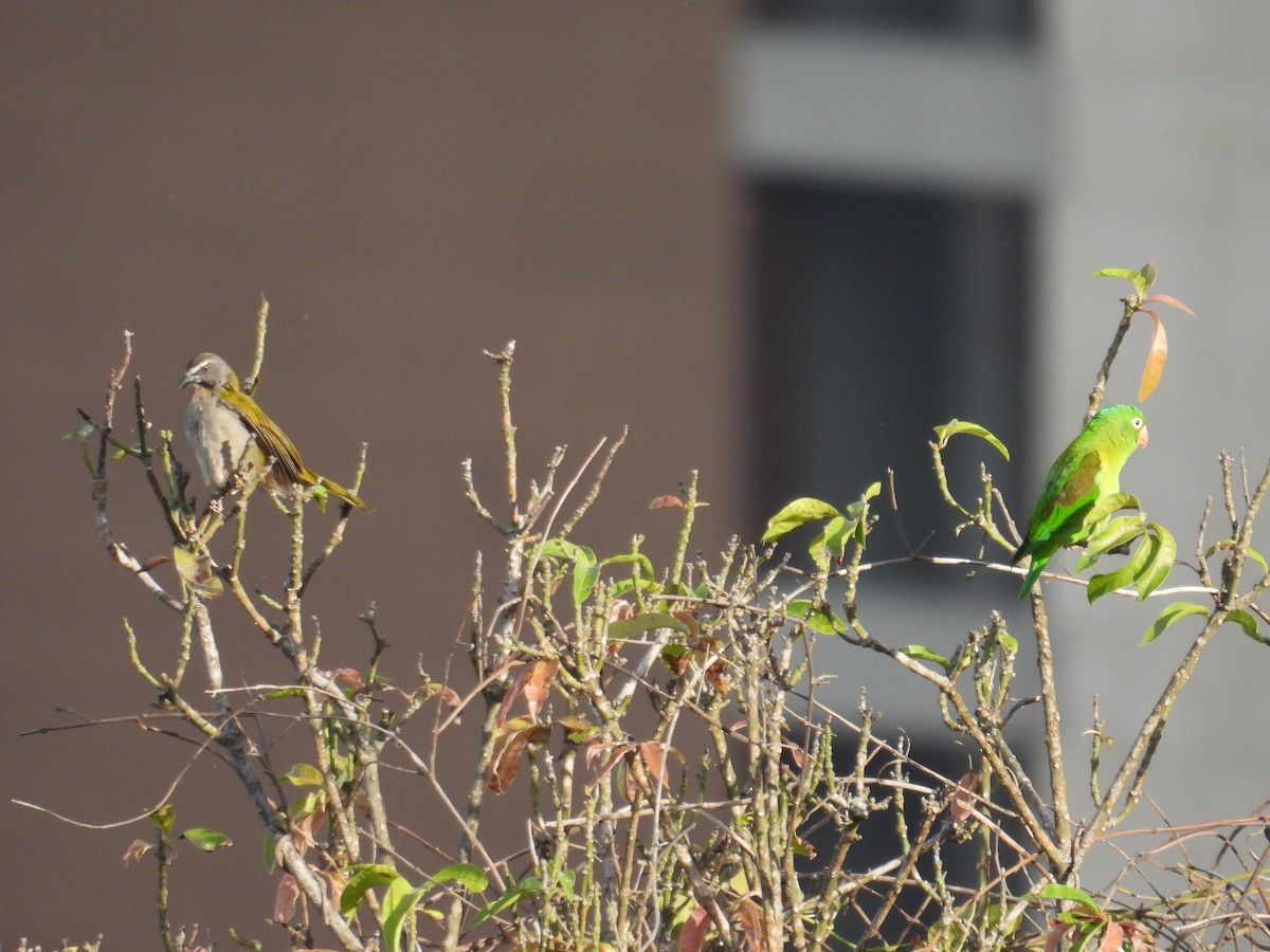 Orange-chinned Parakeet - ML620651403