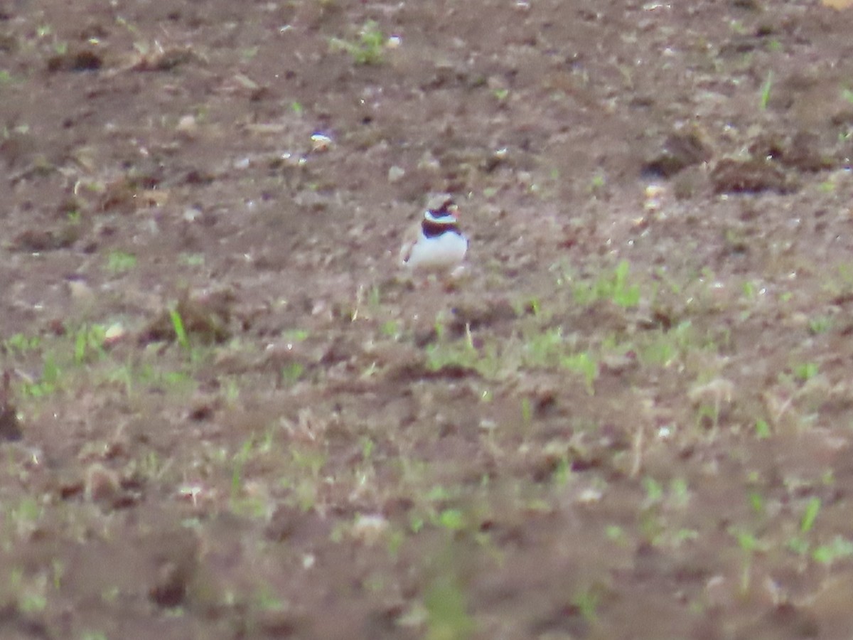 Common Ringed Plover - ML620651404